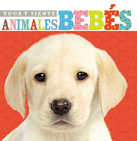  Portada del libro con un cachorro de Labrador de color crema mirando a la cámara con un fondo rojo decorado. El título 'TOCA Y SIENTE ANIMALES BEBÉS' se muestra en la parte superior en letras de colores vivos.